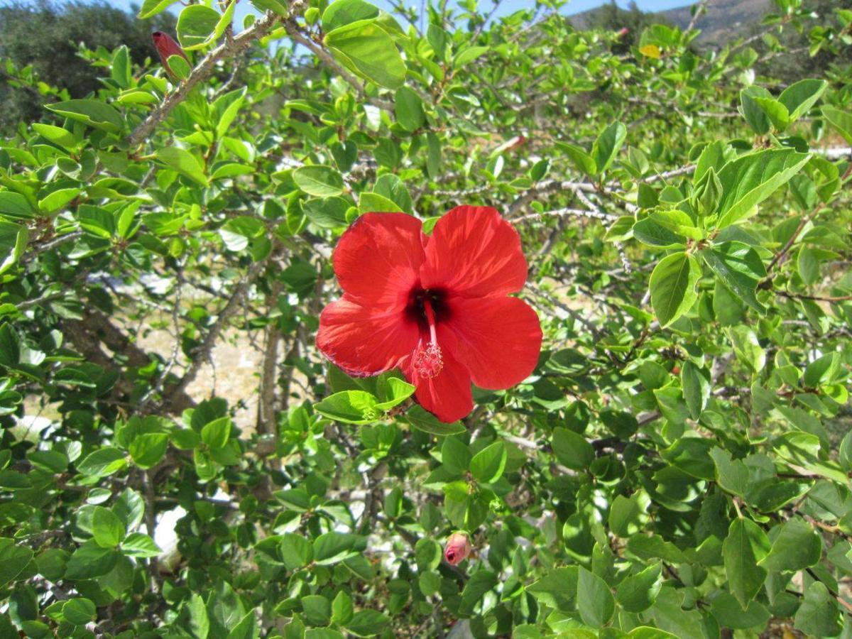 Elisso Villas Platis Gialos (Sifnos) Exterior foto